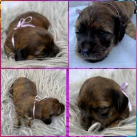 AKC LH brindle Female, a female Miniature Dachshund for sale in Cumming, GA – 6 of 9