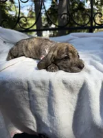 AKC cream brindle female, a female Miniature Dachshund for sale in Cumming, GA – 5 of 10