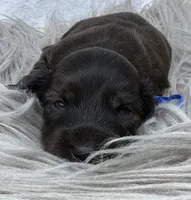 AKC LH brindle male, a male Miniature Dachshund for sale in Cumming, GA – 6 of 10
