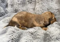AKC lightly marked dapple male, a male Miniature Dachshund for sale in Cumming, GA – 5 of 9