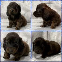 AKC brindle male, a male Miniature Dachshund for sale in Cumming, GA – 4 of 8