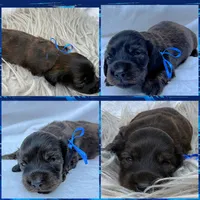 AKC LH brindle male, a male Miniature Dachshund for sale in Cumming, GA – 4 of 10