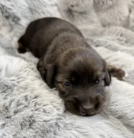 AKC brindle male, a male Miniature Dachshund for sale in Cumming, GA – 6 of 9