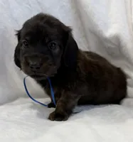 AKC brindle male, a male Miniature Dachshund for sale in Cumming, GA – 2 of 8