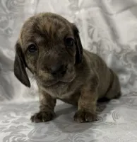 AKC cream brindle female, a female Miniature Dachshund for sale in Cumming, GA – 2 of 10