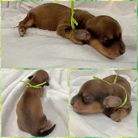 AKC LH shaded red male, a male Miniature Dachshund for sale in Cumming, GA – 6 of 10