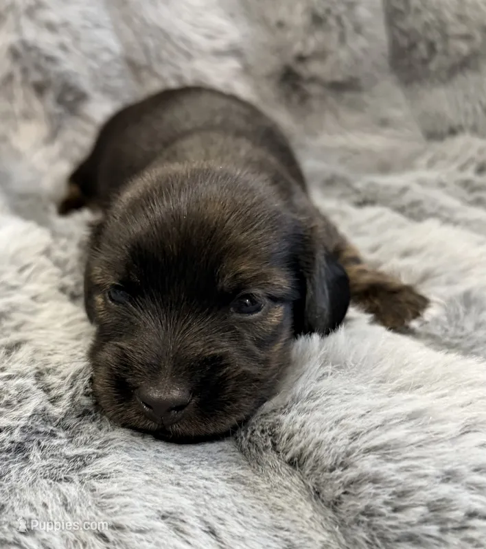 AKC brindle male – Miniature Dachshund puppy for sale in Cumming, GA