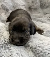 AKC brindle male, a male Miniature Dachshund for sale in Cumming, GA – 1 of 9