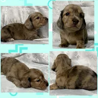 AKC cream dapple brindle male, a male Miniature Dachshund for sale in Cumming, GA – 4 of 5