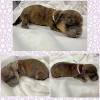 AKC LH brindle Female, a female Miniature Dachshund for sale in Cumming, GA – 5 of 9