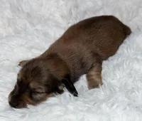 AKC shaded red male, a male Miniature Dachshund for sale in Cumming, GA – Photo 3 of 9
