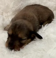 AKC shaded red male, a male Miniature Dachshund for sale in Cumming, GA – Photo 4 of 9