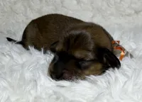 AKC shaded red male, a male Miniature Dachshund for sale in Cumming, GA – Photo 7 of 9