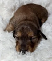 AKC shaded red male, a male Miniature Dachshund for sale in Cumming, GA – Photo 1 of 9