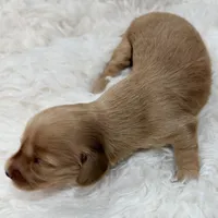 AKC ee red male, a male Miniature Dachshund for sale in Cumming, GA – Photo 3 of 9