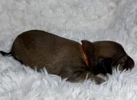 AKC shaded red male, a male Miniature Dachshund for sale in Cumming, GA – Photo 9 of 9