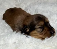 AKC shaded red male, a male Miniature Dachshund for sale in Cumming, GA – Photo 2 of 9