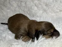 AKC shaded red male, a male Miniature Dachshund for sale in Cumming, GA – Photo 8 of 9