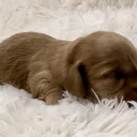 AKC ee red male, a male Miniature Dachshund for sale in Cumming, GA – Photo 5 of 9