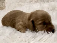 AKC ee red male, a male Miniature Dachshund for sale in Cumming, GA – Photo 5 of 9