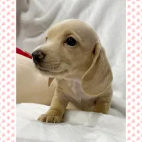 AKC cream female, a female Miniature Dachshund for sale in Cumming, GA – 2 of 10