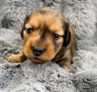 AKC lightly marked dapple male, a male Miniature Dachshund for sale in Cumming, GA – 7 of 9