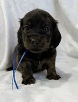 AKC brindle male, a male Miniature Dachshund for sale in Cumming, GA – 3 of 8