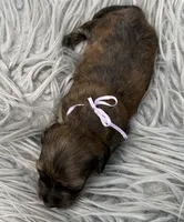 AKC LH brindle Female, a female Miniature Dachshund for sale in Cumming, GA – 7 of 9