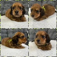 AKC shaded red male, a male Miniature Dachshund for sale in Cumming, GA – 9 of 10