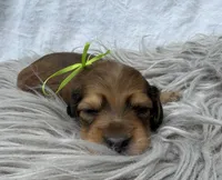 AKC LH shaded red male, a male Miniature Dachshund for sale in Cumming, GA – 3 of 10