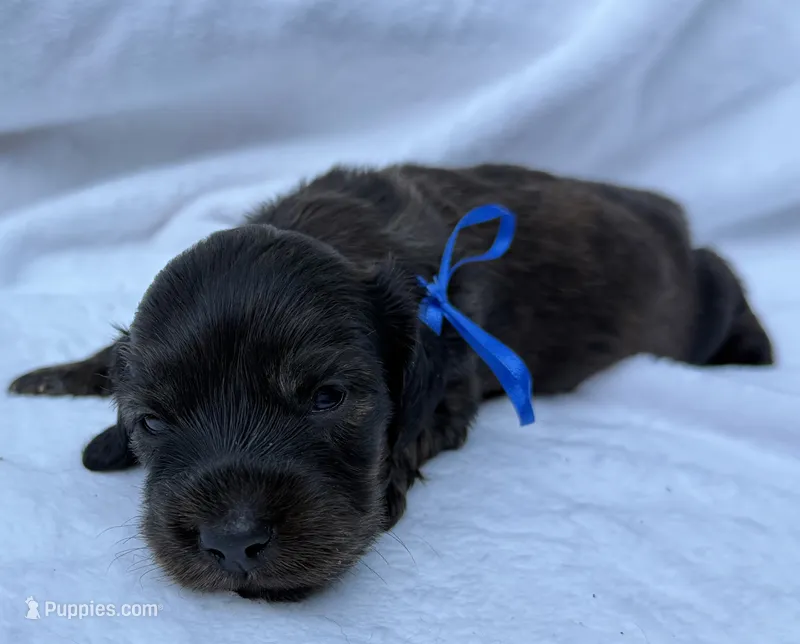 AKC LH brindle male – Miniature Dachshund puppy for sale in Cumming, GA
