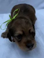 AKC LH shaded red male, a male Miniature Dachshund for sale in Cumming, GA – 4 of 10