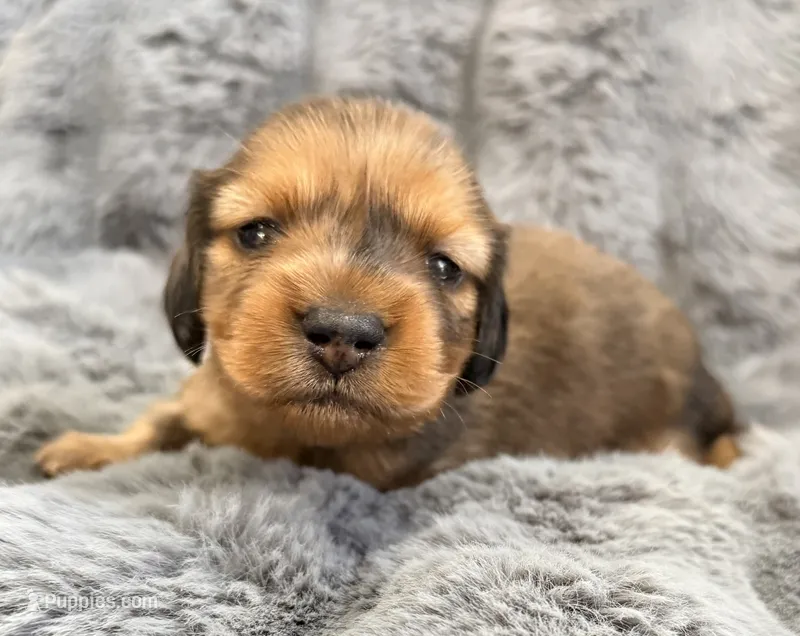 AKC lightly marked dapple male – Miniature Dachshund puppy for sale in Cumming, GA