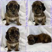AKC brindle female, a female Miniature Dachshund for sale in Cumming, GA – 5 of 10