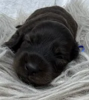 AKC LH brindle male, a male Miniature Dachshund for sale in Cumming, GA – 2 of 10