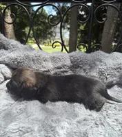AKC brindle male, a male Miniature Dachshund for sale in Cumming, GA – 9 of 10