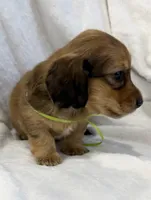 AKC shaded red male, a male Miniature Dachshund for sale in Cumming, GA – 5 of 10