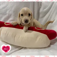 AKC cream female, a female Miniature Dachshund for sale in Cumming, GA – 3 of 10