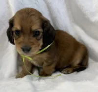AKC shaded red male, a male Miniature Dachshund for sale in Cumming, GA – 3 of 10