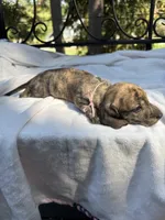 AKC cream brindle female, a female Miniature Dachshund for sale in Cumming, GA – 4 of 10