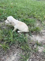 AKC cream female, a female Miniature Dachshund for sale in Cumming, GA – 4 of 10