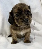AKC brindle female, a female Miniature Dachshund for sale in Cumming, GA – 3 of 10