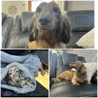 AKC LH brindle Female, a female Miniature Dachshund for sale in Cumming, GA – 8 of 9
