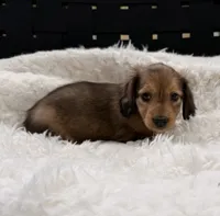 AKC lightly marked dapple male, a male Miniature Dachshund for sale in Cumming, GA – 5 of 9