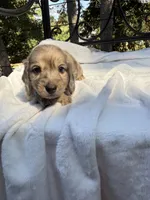 AKC cream dapple brindle male, a male Miniature Dachshund for sale in Cumming, GA – 2 of 5