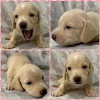 AKC ee cream female, a female Miniature Dachshund for sale in Cumming, GA – 5 of 7