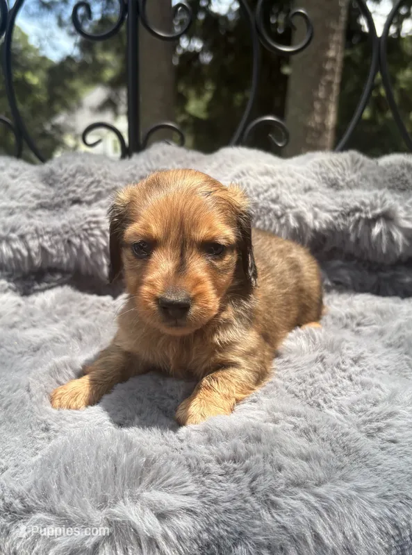 AKC lightly marked dapple male – Miniature Dachshund puppy for sale in Cumming, GA