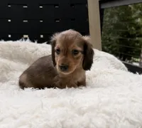 AKC lightly marked dapple male, a male Miniature Dachshund for sale in Cumming, GA – 4 of 9
