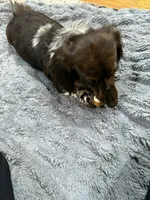AKC LH shaded red male, a male Miniature Dachshund for sale in Cumming, GA – 9 of 10