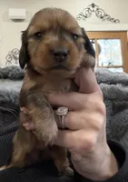 AKC lightly marked dapple male, a male Miniature Dachshund for sale in Cumming, GA – 4 of 9